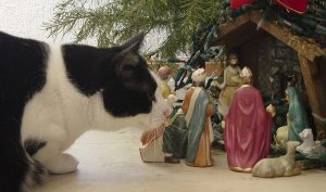 cat in nativity scene