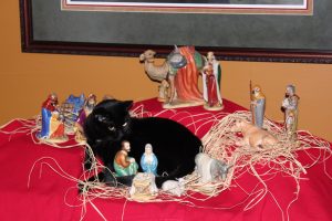 cat in nativity scene