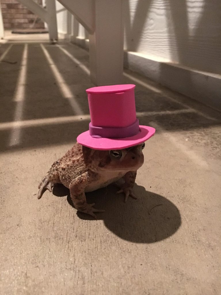 Man Made Amazing Tiny Toad Hats for His Frequent Visitor