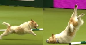 funny dog gets excited at dog show