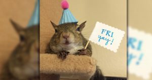 squirrel named jill Was Rescued During Hurricane And Found A New Home _ everything Inspirational